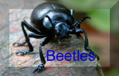 Back To beetles Page